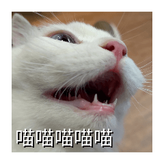 茶貓花語亂泡茶