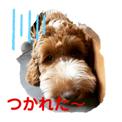 kayo_20241206132319