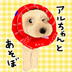 Cockapoo Aruchan