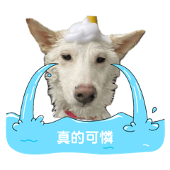 拖拖與蘿蔔2