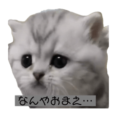 cream_20241206145524