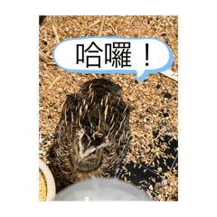 鶉鶉の貼圖-3