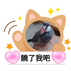 可愛小文鳥