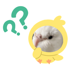 Pingg_20241206151039