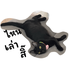Kitty The Black Cat