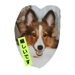 chiyo_20241206212136