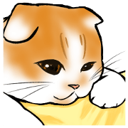 Scottish fold M