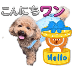 akamii_20241206174547