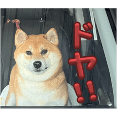 Shiba_20241206230433