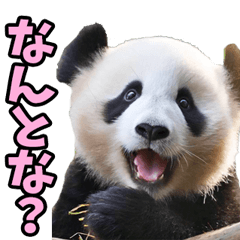 香川・讃岐弁☆パンダ