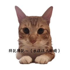 乖乖喵咪的貼圖