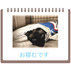 Coco_20241206225255