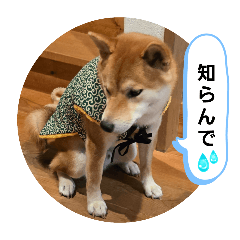 saku_20241206225553
