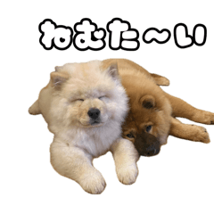 totouzu_20241206230346