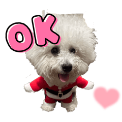 cherry_20241207070413