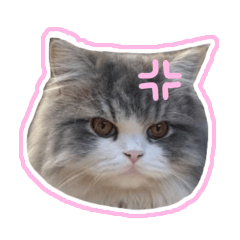 น้อนแมวสำหรับคุยกับแฟน