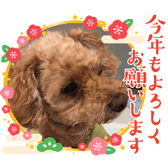 Kinako_20241207160756