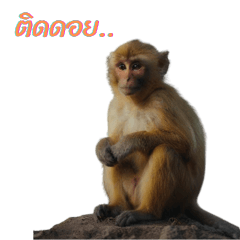 Little monkey likes to invest.