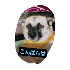 chiyo_20241207213413