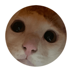 小兔兔焦