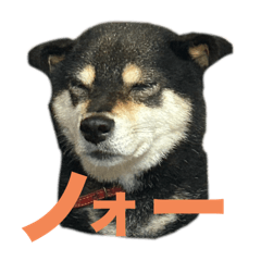 mai_20241207205505