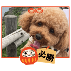 Coco_20241207135506