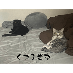 misaki_20241208013445