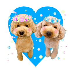 Toy Poodle Rin and Go Sticker4