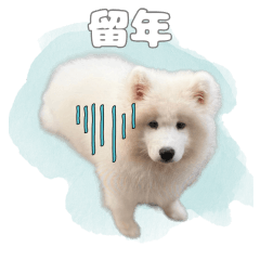 College student Samoyed TSUBAKI2