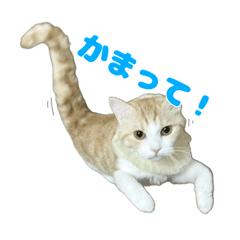 HUNGRY HUNGRY_20241206153859