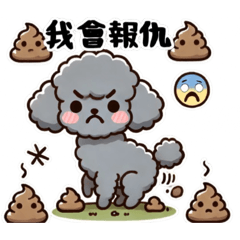 Cute gray poodle