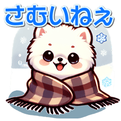 Pomeranian Shiromi-chan in winter