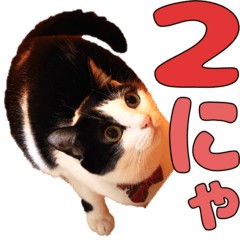 ねこのくちん Vol.2