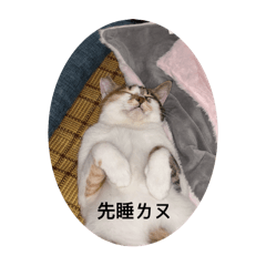 肥蕊日常