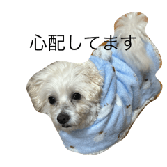 mimi_20241208182253