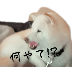 wanwanshizukustamp