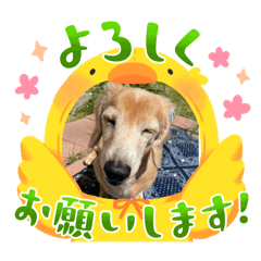 junko_20241208152916