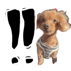 choco_20241208203252