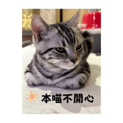 Niki 貓貓