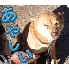 kinako_20241208223748