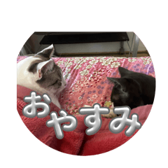 mai_20241209123958