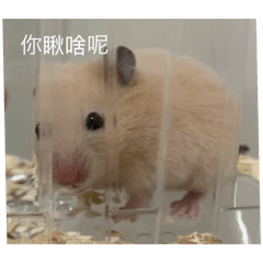嘟嘟專輯