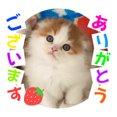 ねこまーち にこにこプリンス