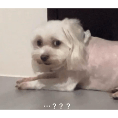 黃室家族