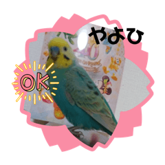 coco_20241209134351