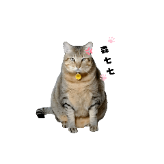 調皮旺旺の可愛日常