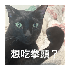 唐吵栗子2（驚恐臉的黑貓咪）