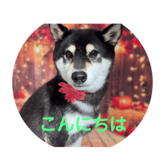 shin_20241209193425