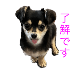 Coco_20241209173707
