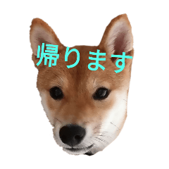 yama_20241209184829
